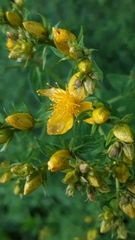 Hypericum × desetangsii