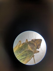 Cicadellidae
