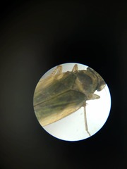 Cicadellidae