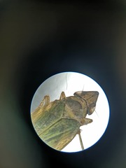 Cicadellidae