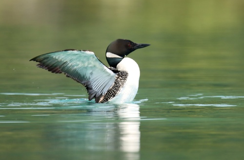 Common Loon