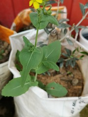 Brassicaceae