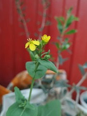 Brassicaceae