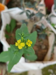 Brassicaceae