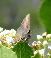 Satyrium auretorum
