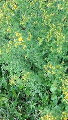 Hypericum × desetangsii