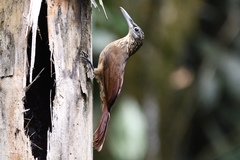 Xiphorhynchus guttatus