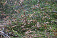 Thamnochortus lucens