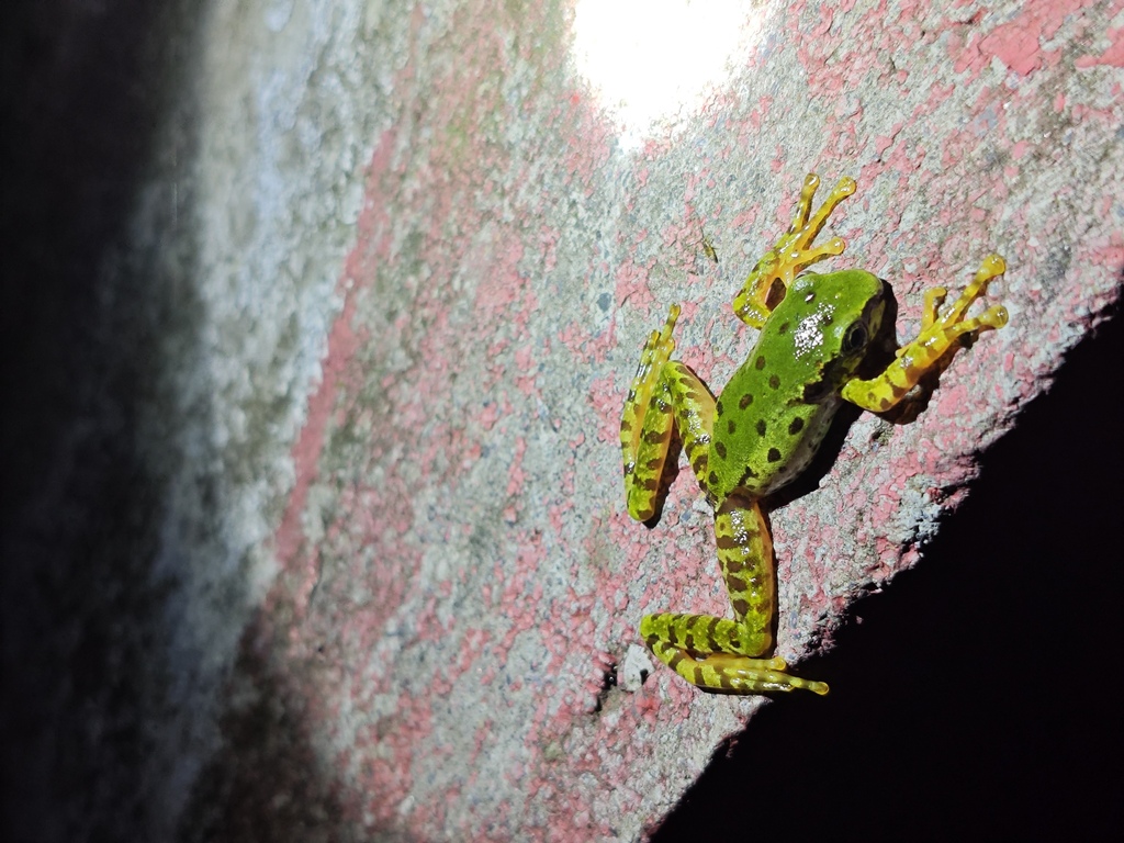 Chentang Cascade Frog