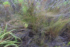 Thamnochortus lucens