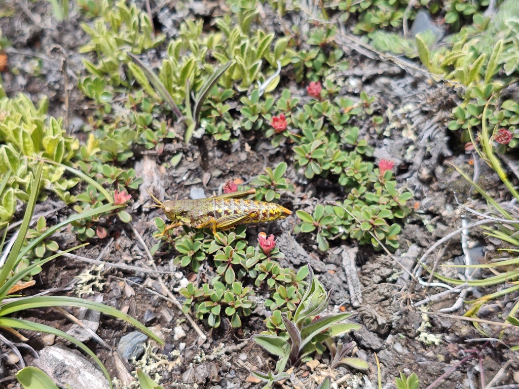 Mekongiella rufitibia