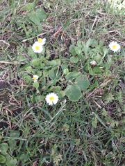 Bellis perennis