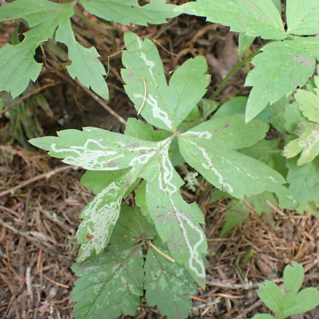 Phytomyza nemophilae