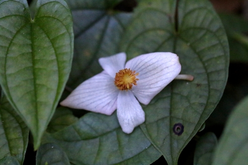 Image of Begonia palmata by no rights reserved