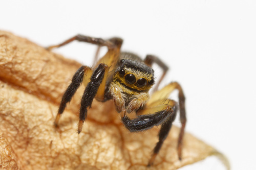 Representative image of Euophrys sulphurea