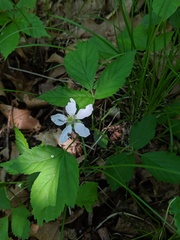 Rubus setosus