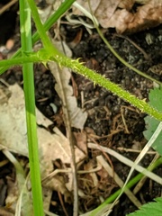 Rubus setosus