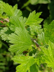 Ribes hirtellum