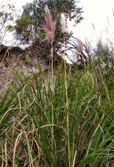 Cortaderia nitida
