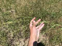 Polygonum argyrocoleon