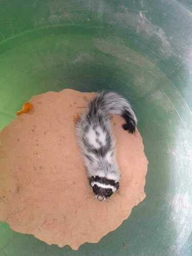 Saharan Striped Polecat