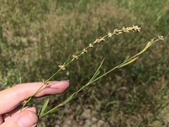 Polygonum argyrocoleon