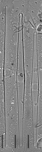 Synedra pulchella, 2019-05-05