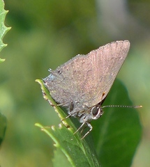 Satyrium auretorum