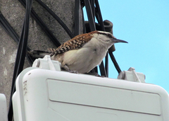 Campylorhynchus rufinucha