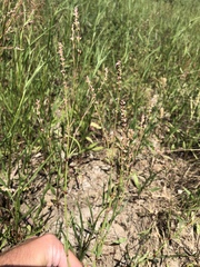 Polygonum argyrocoleon