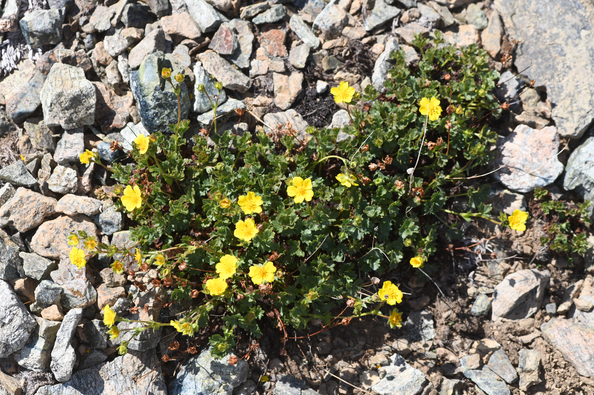 Potentilla cristae