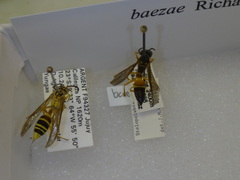 Agelaia baezae