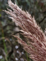 Cortaderia nitida