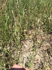 Polygonum argyrocoleon