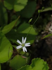 Stellaria longifolia