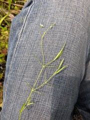 Stellaria longifolia