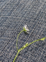 Stellaria longifolia