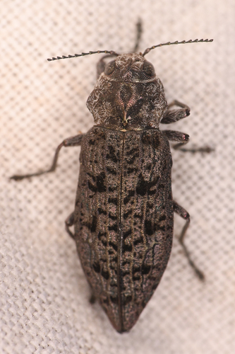 Trachykele nimbosa