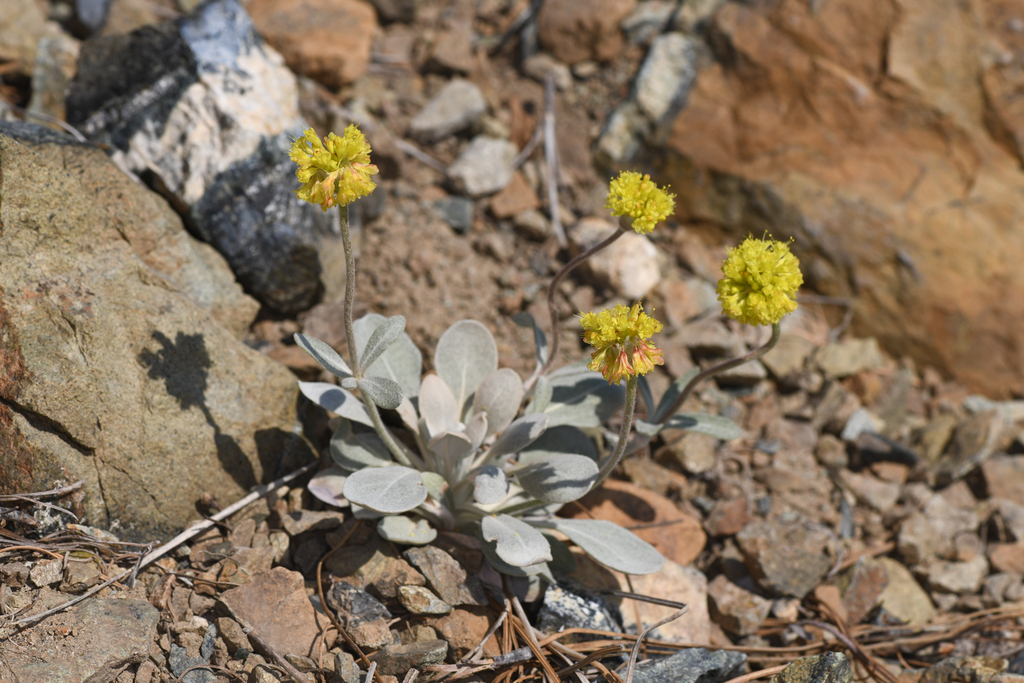 Eriogonum alpinum