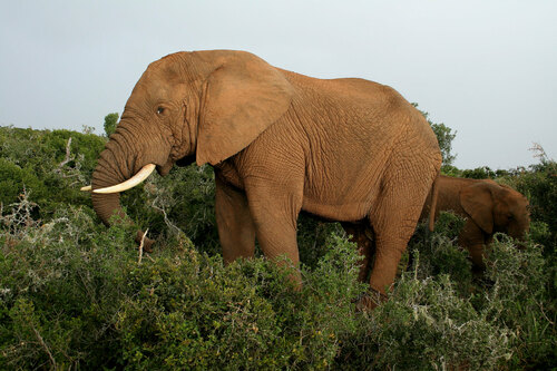 Elephant