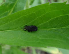 Microrhopala excavata