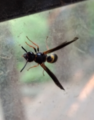 Ancistrocerus unifasciatus