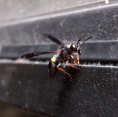 Ancistrocerus unifasciatus