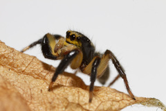 Euophrys sulphurea