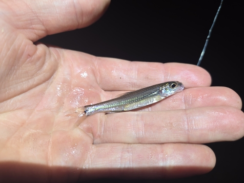 Bigeye chub (Hybopsis amblops) — Cyprinidae — 3