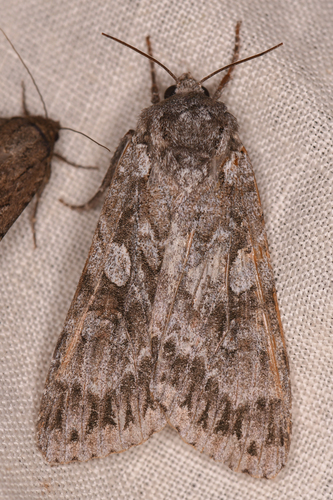 Great Brocade photo 4