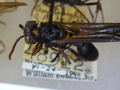 Agelaia panamaensis