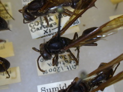 Agelaia panamaensis