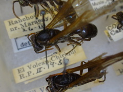 Agelaia panamaensis