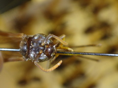 Agelaia panamaensis